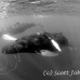 whale_humpback_h_00276_dom3677bw.jpg
